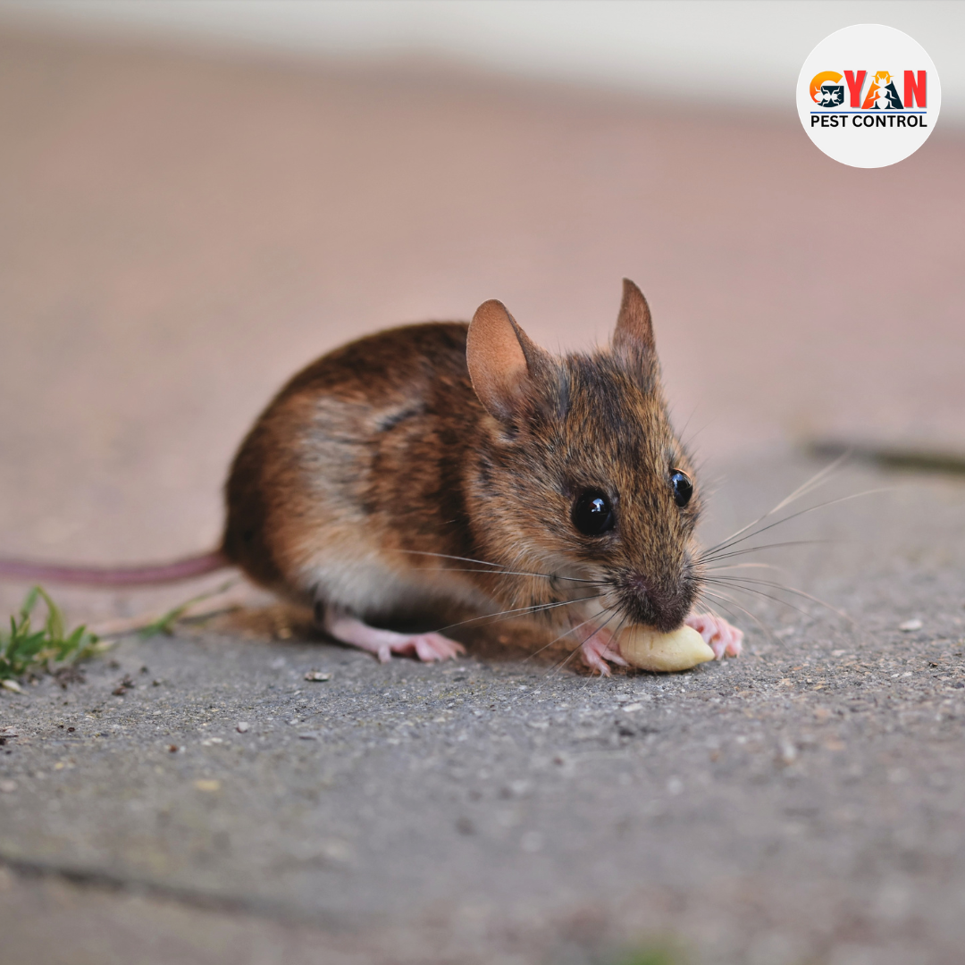 Rat Control